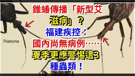 騷擾錐椿|錐蝽傳播「新型愛滋病」？福建疾控回應…夏季更應警惕這3種蟲。